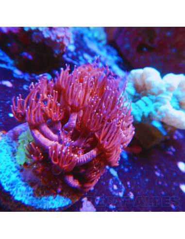 Goniopora lobata rouge pointes bleues M