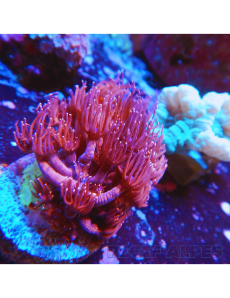 copia de GONIOPORA SP RED 5/6 polypes