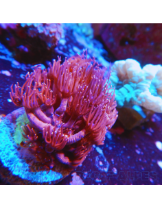 Goniopora lobata rouge pointes bleues S