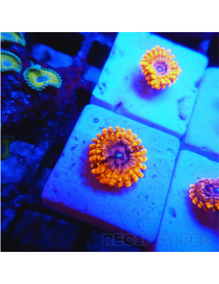 Zoanthus Utter Chaos ultra  2 polypes