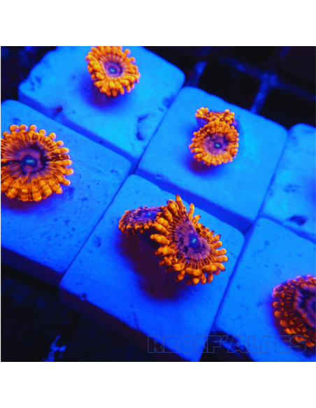 Zoanthus Utter Chaos ultra  2 polypes