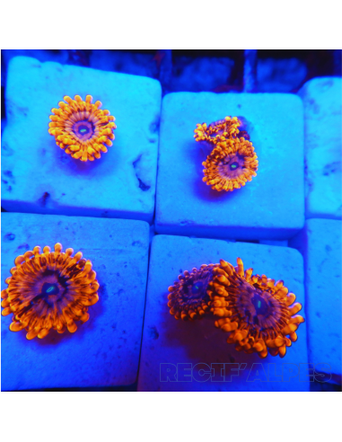 Zoanthus Utter Chaos ultra  2 polypes