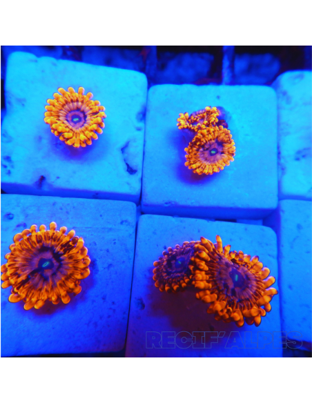 Zoanthus Utter Chaos ultra  2 polypes