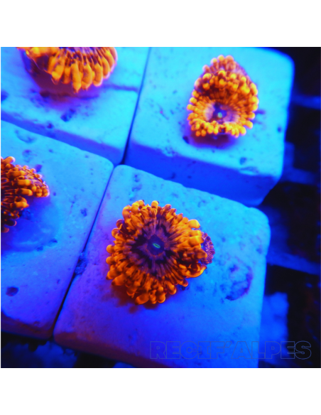 Zoanthus Utter Chaos ultra  2 polypes