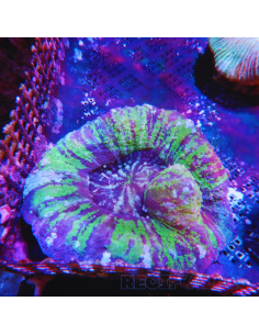 SCOLYMIA AUSTRALIS WYSIWYG 05