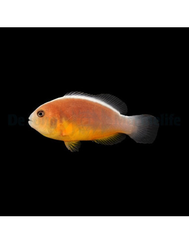 amphiprion akallopisos