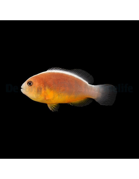 amphiprion akallopisos