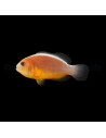 amphiprion akallopisos
