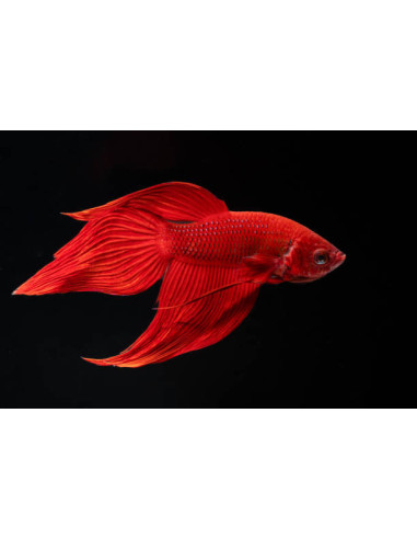 BETTA SPLENDENS mâle varié classic