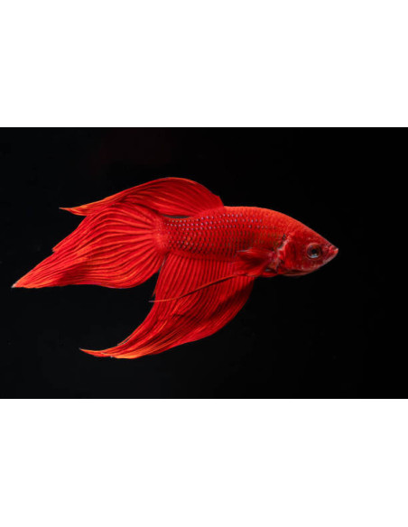 BETTA SPLENDENS mâle varié classic