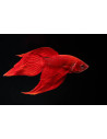 BETTA SPLENDENS mâle varié classic