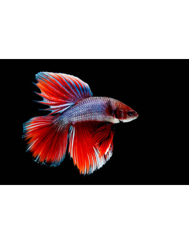 BETTA SPLENDENS mâle varié classic
