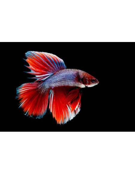 BETTA SPLENDENS mâle varié classic