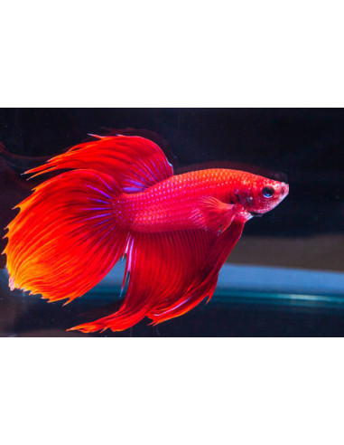 BETTA SPLENDENS mâle varié classic