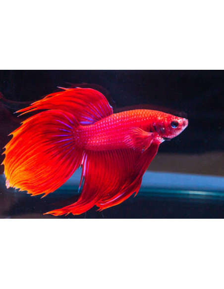 BETTA SPLENDENS mâle varié classic