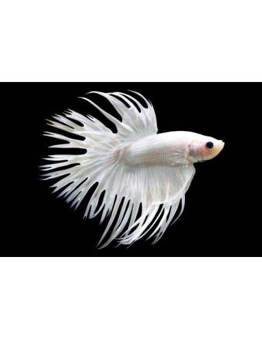 BETTA SPLENDENS mâle varié crowntail