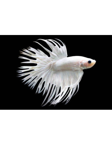BETTA SPLENDENS mâle varié crowntail