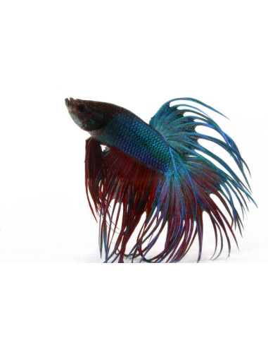BETTA SPLENDENS mâle varié crowntail