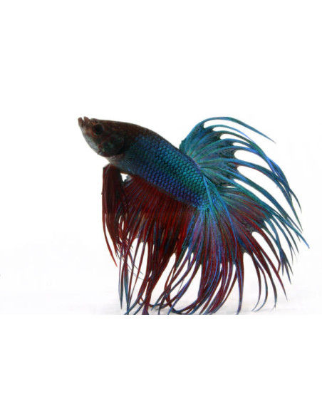 BETTA SPLENDENS mâle varié crowntail