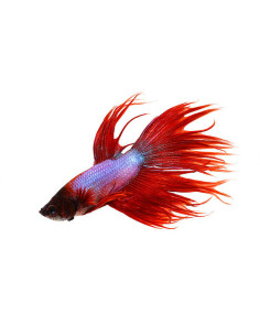 copia de BETTA SPLENDENS MALE CROWNTAIL 11