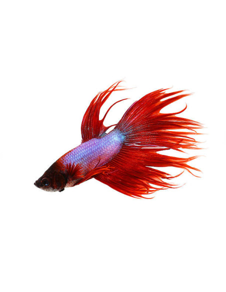 BETTA SPLENDENS mâle varié crowntail