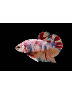 copia de copia de copia de BETTA SPLENDENS MALE CROWNTAIL 11