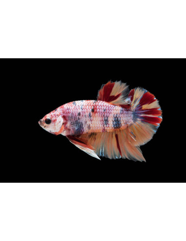 BETTA SPLENDENS mâle varié plakat