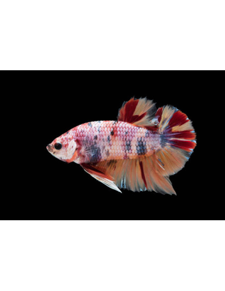 BETTA SPLENDENS mâle varié plakat