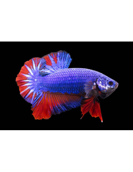BETTA SPLENDENS mâle varié plakat