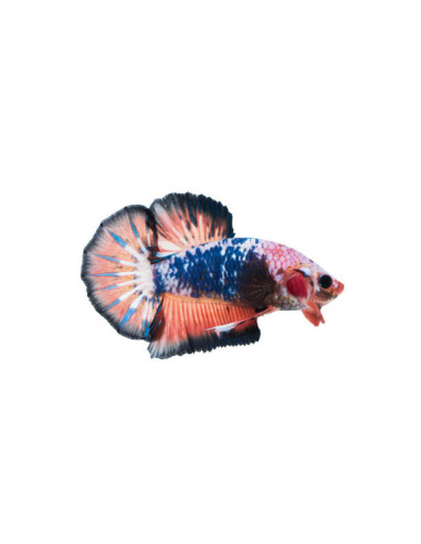 BETTA SPLENDENS mâle varié plakat