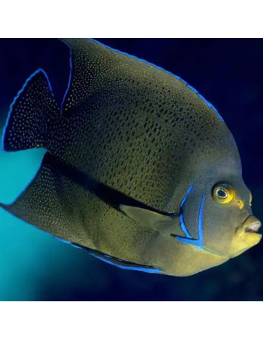Pomacanthus semicirculatus (Adulte) (DV)