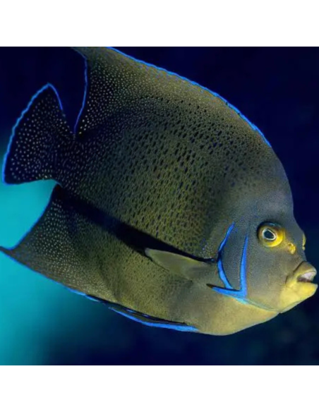 Pomacanthus semicirculatus (Adulte) (DV)