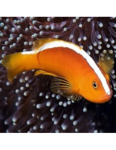 amphiprion akallopisos