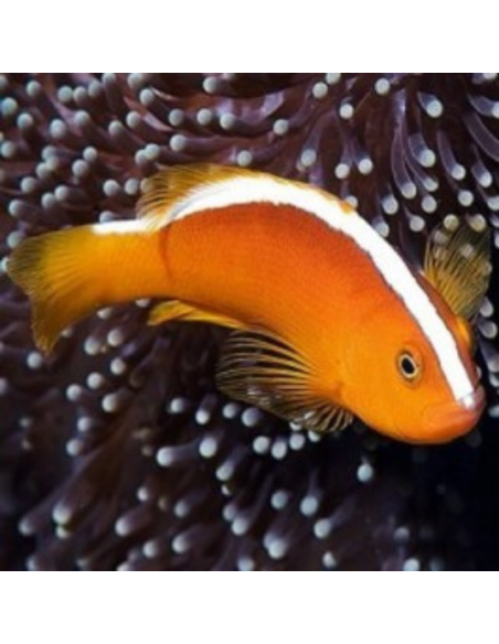 amphiprion akallopisos