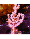 Gorgone SP