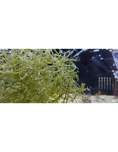 Algue Caulerpa lentillifera (portion de 20 grammes)