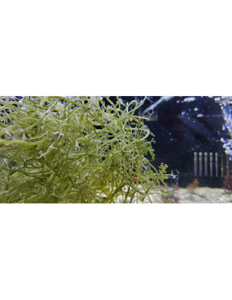 Algue Caulerpa lentillifera (portion de 20 grammes)
