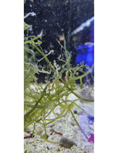 Algue Caulerpa lentillifera (portion de 20 grammes)