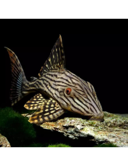 L190 panaque nigrolineatus
