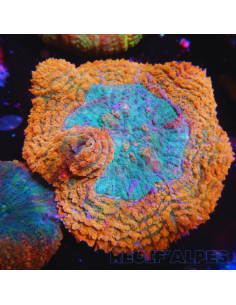 copia de Lobophyllia spp