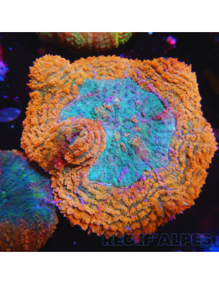 copia de Lobophyllia spp