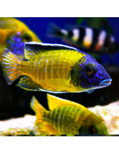 Aulonocara stuartgranti Usisya 10-12cm (male)