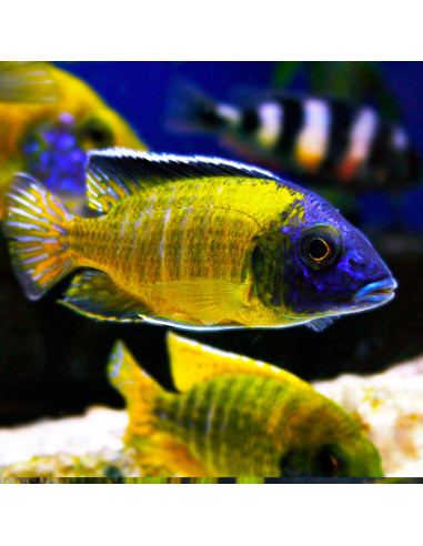 Aulonocara stuartgranti Usisya 10-12cm (male)