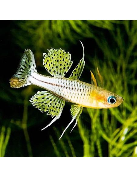 Pseudomugil gertrudae