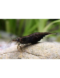 copy of CARIDINA JAPONICA
