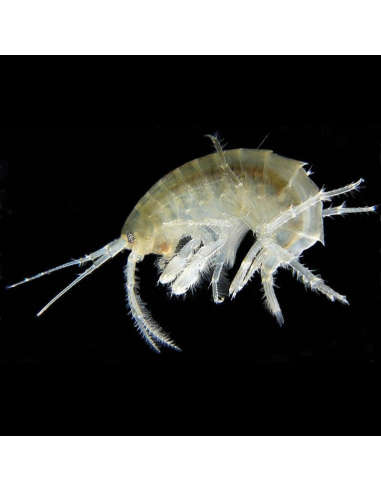 Hyalella azteca ( Gammare du Mexique ) 90ml
