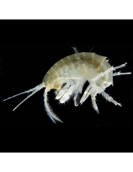 Hyalella azteca ( Gammare du Mexique ) 90ml