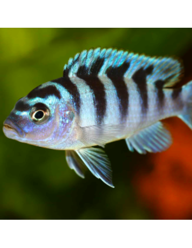 MAYLANDIA LOMBARDOI (élevage RecifAlpes)
