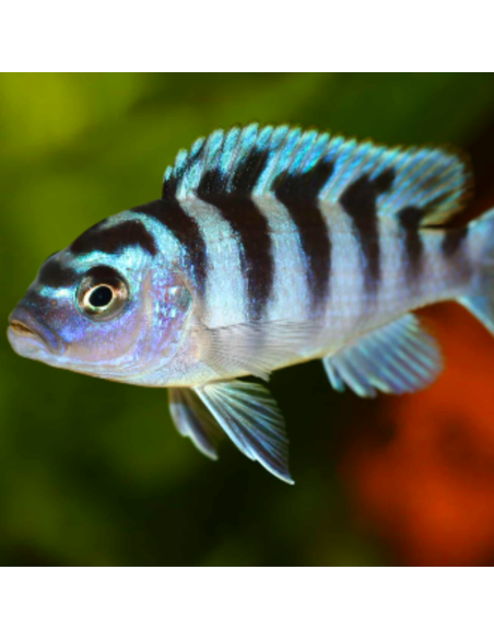 MAYLANDIA LOMBARDOI (élevage RecifAlpes)
