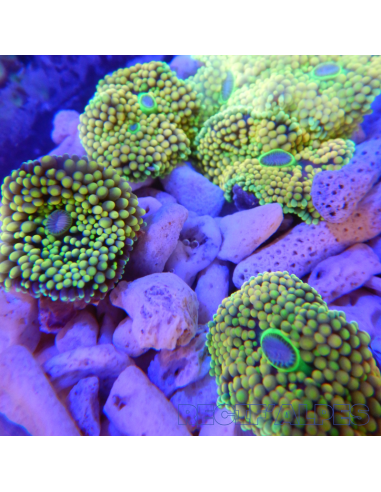Ricordea florida jaune/vert ultra (1 à 2 bouches)